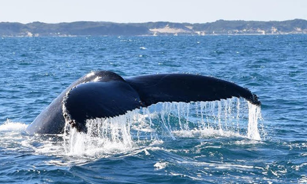 Busselton Whale Watching Cruise - 2 Hours