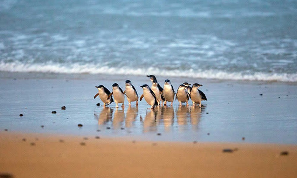 Phillip Island Penguin Parade and Guided Ranger Tour