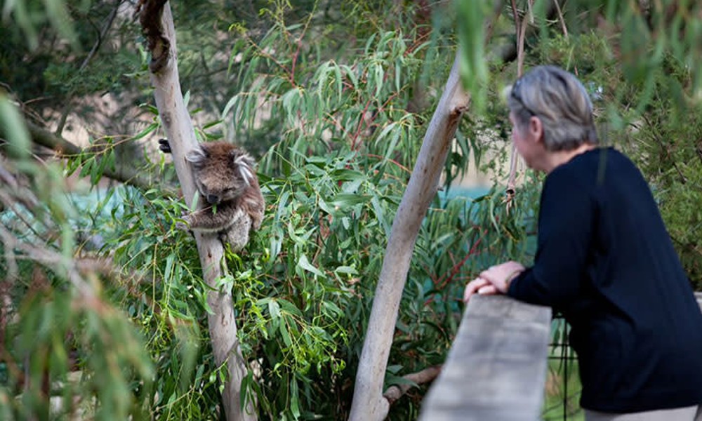 Phillip Island Koala Conservation Reserve Entry