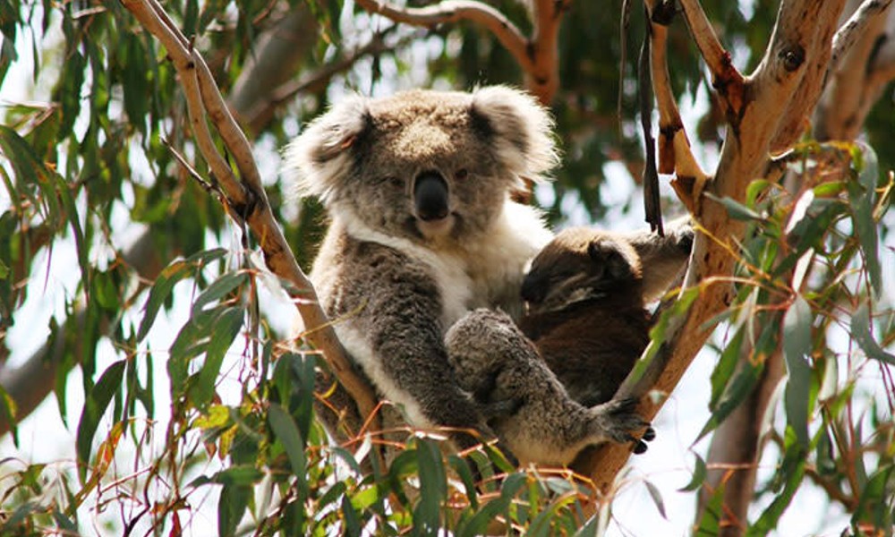 Phillip Island Koala Conservation Reserve Entry