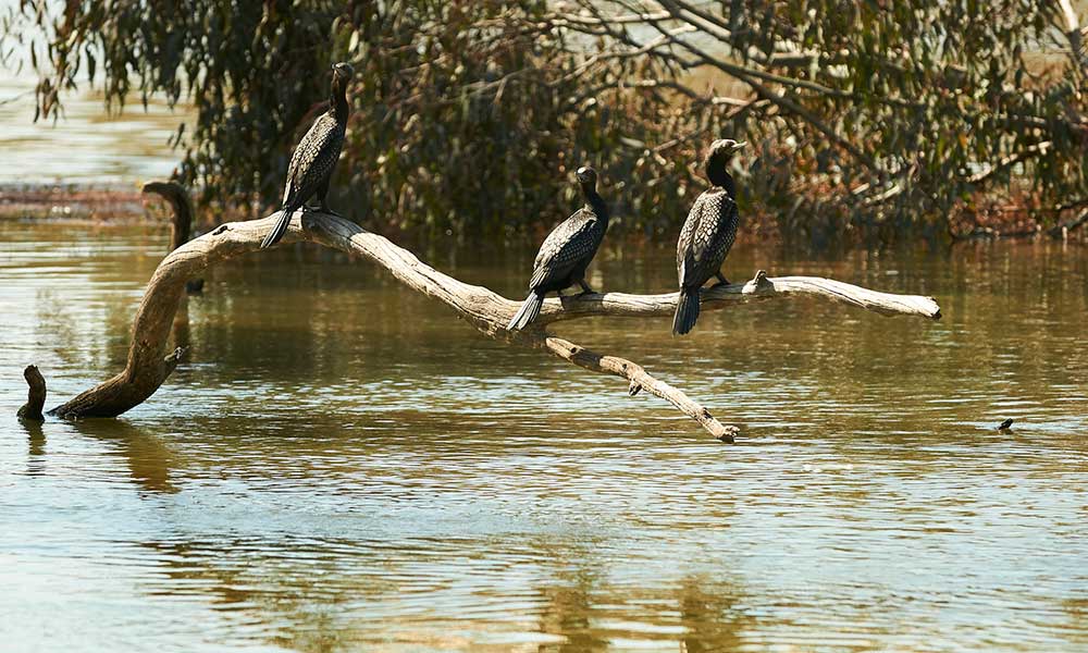 2 Night Murray River Escape Cruise