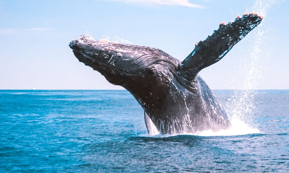 Half Day Whale Watching Tour From Bundaberg