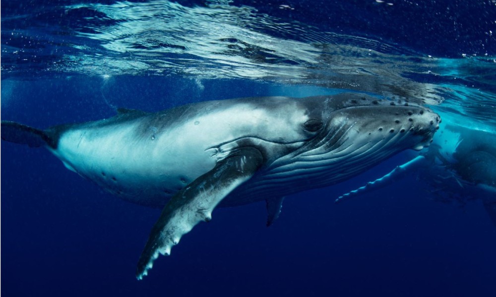 Half Day Whale Watching Tour From Bundaberg