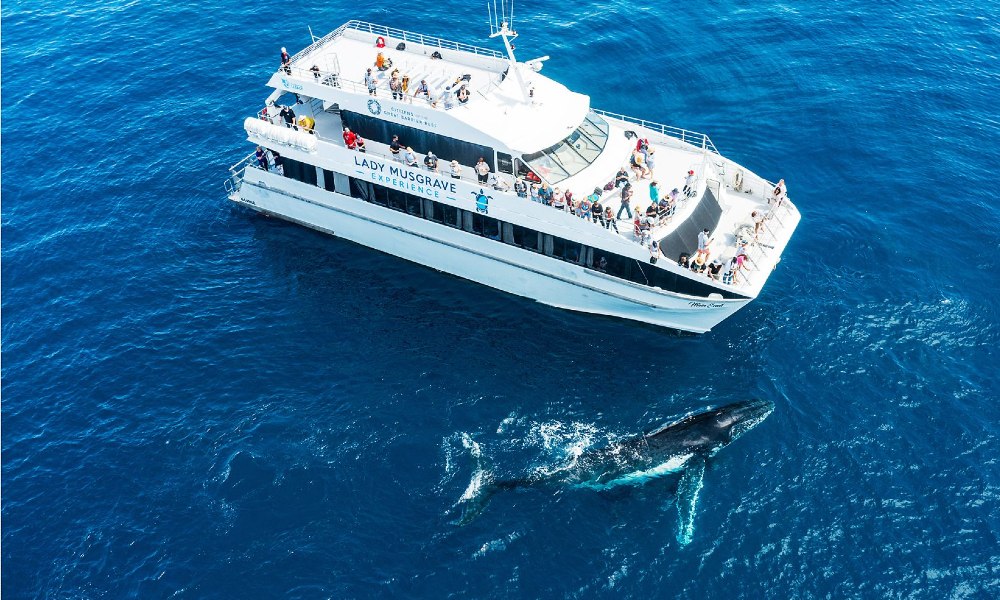 Half Day Whale Watching Tour From Bundaberg