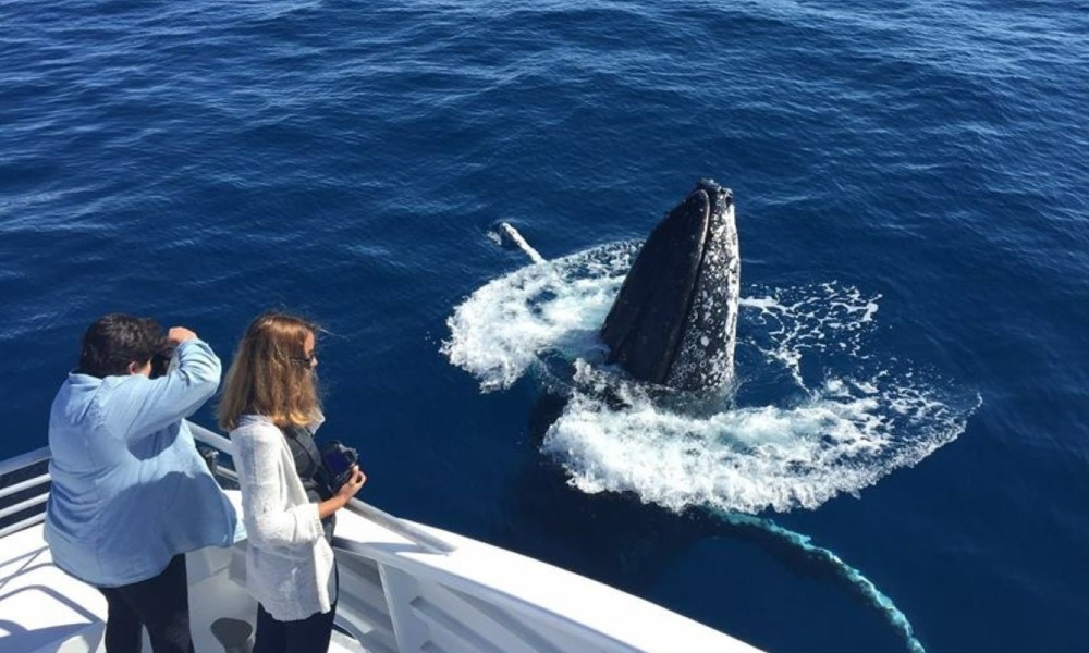 Half Day Whale Watching Tour From Bundaberg