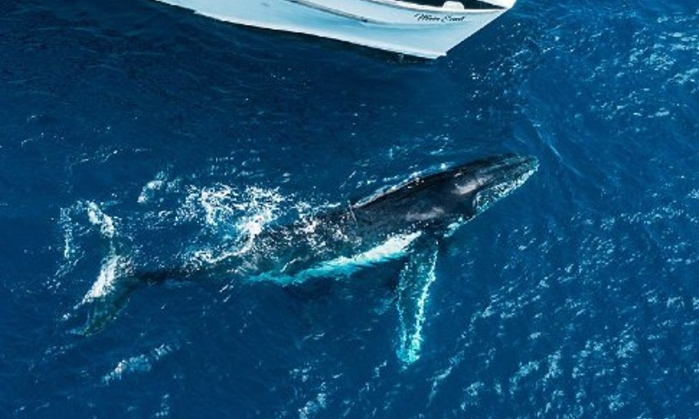 Half Day Whale Watching Tour From Bundaberg