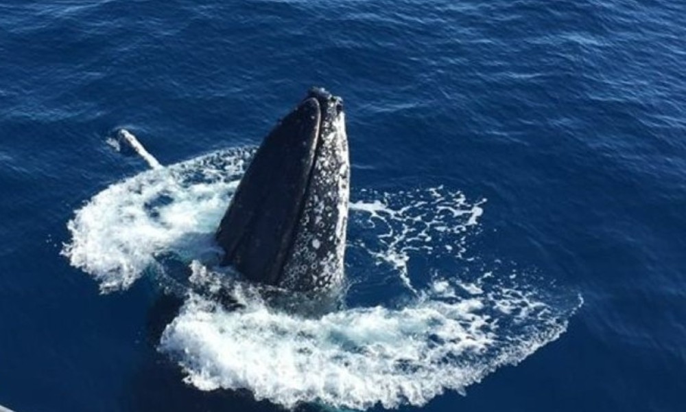 Half Day Whale Watching Tour From Bundaberg