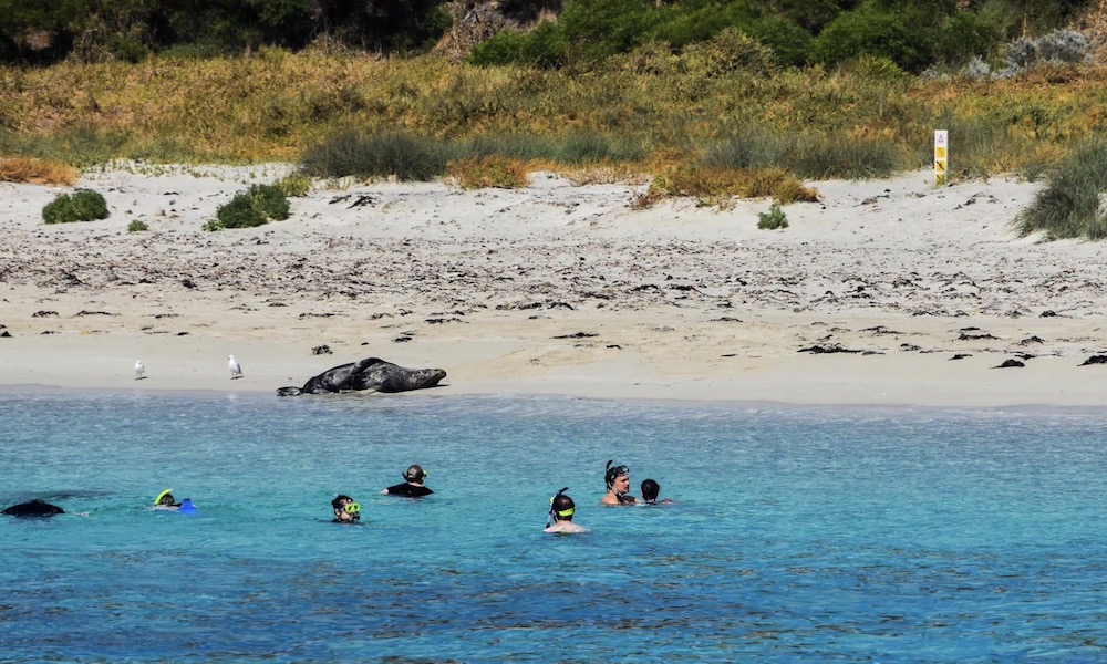 Carnac Island Snorkelling Tour with BBQ Lunch - 4 Hours