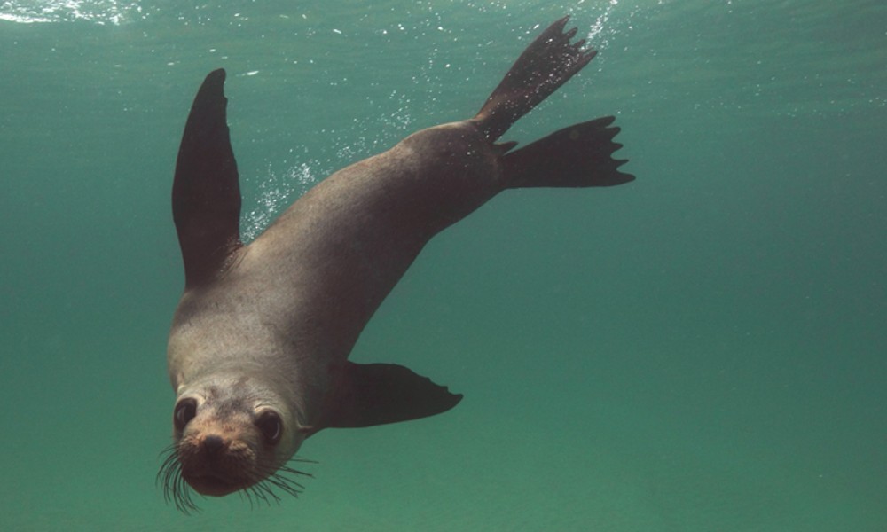 Swim With Dolphins & Seals – Mornington Peninsula