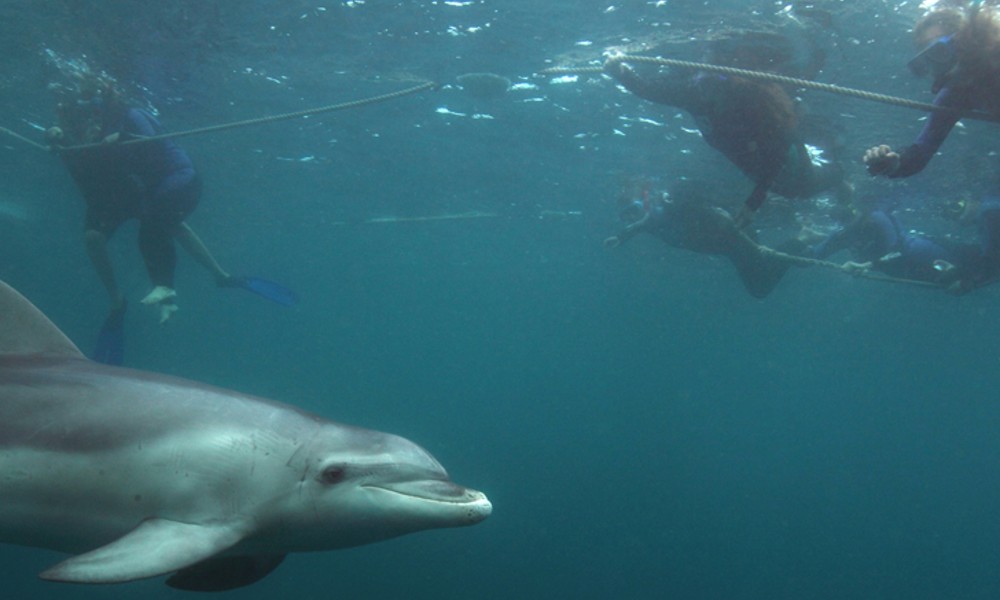 Swim With Dolphins & Seals - Mornington Peninsula