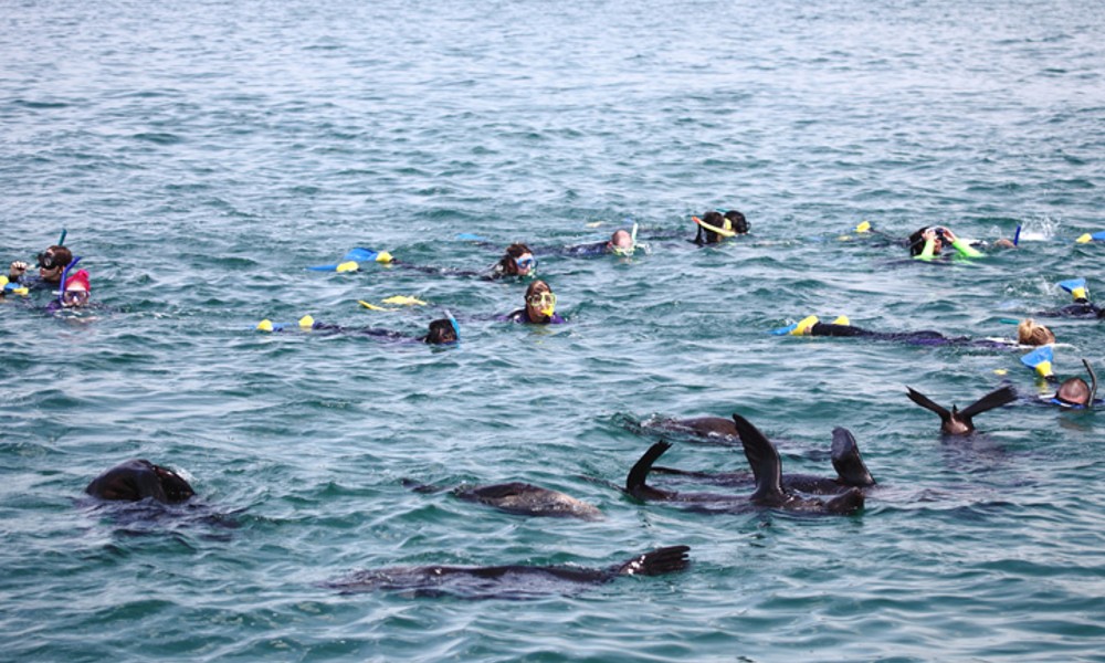 Swim With Dolphins & Seals - Mornington Peninsula