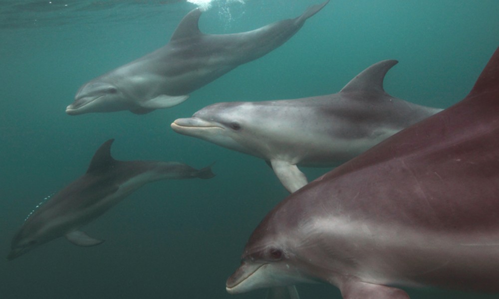 Swim With Dolphins & Seals - Mornington Peninsula