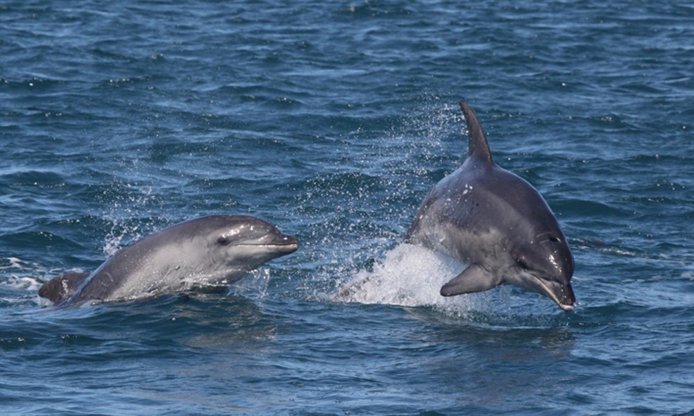 Swim With Dolphins & Seals - Mornington Peninsula