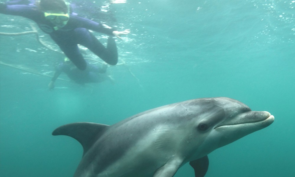 Swim With Dolphins & Seals - Mornington Peninsula