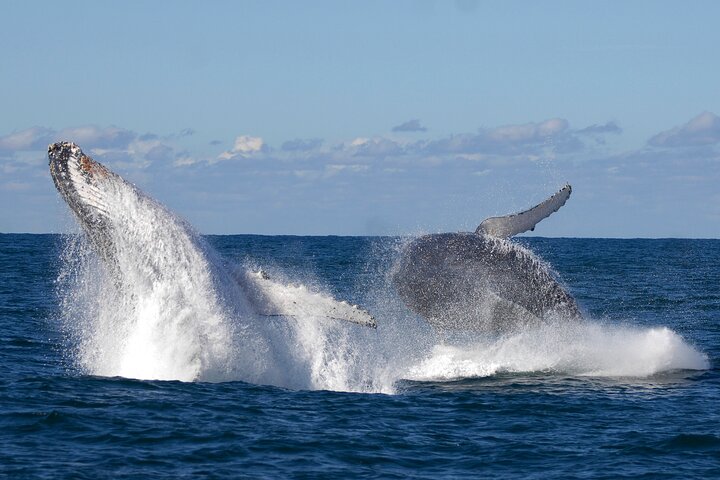 3 Hour Whale and Dolphin Watching Experience