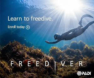Half Day Freediving Training and Fun Boat Dive from Sorrento