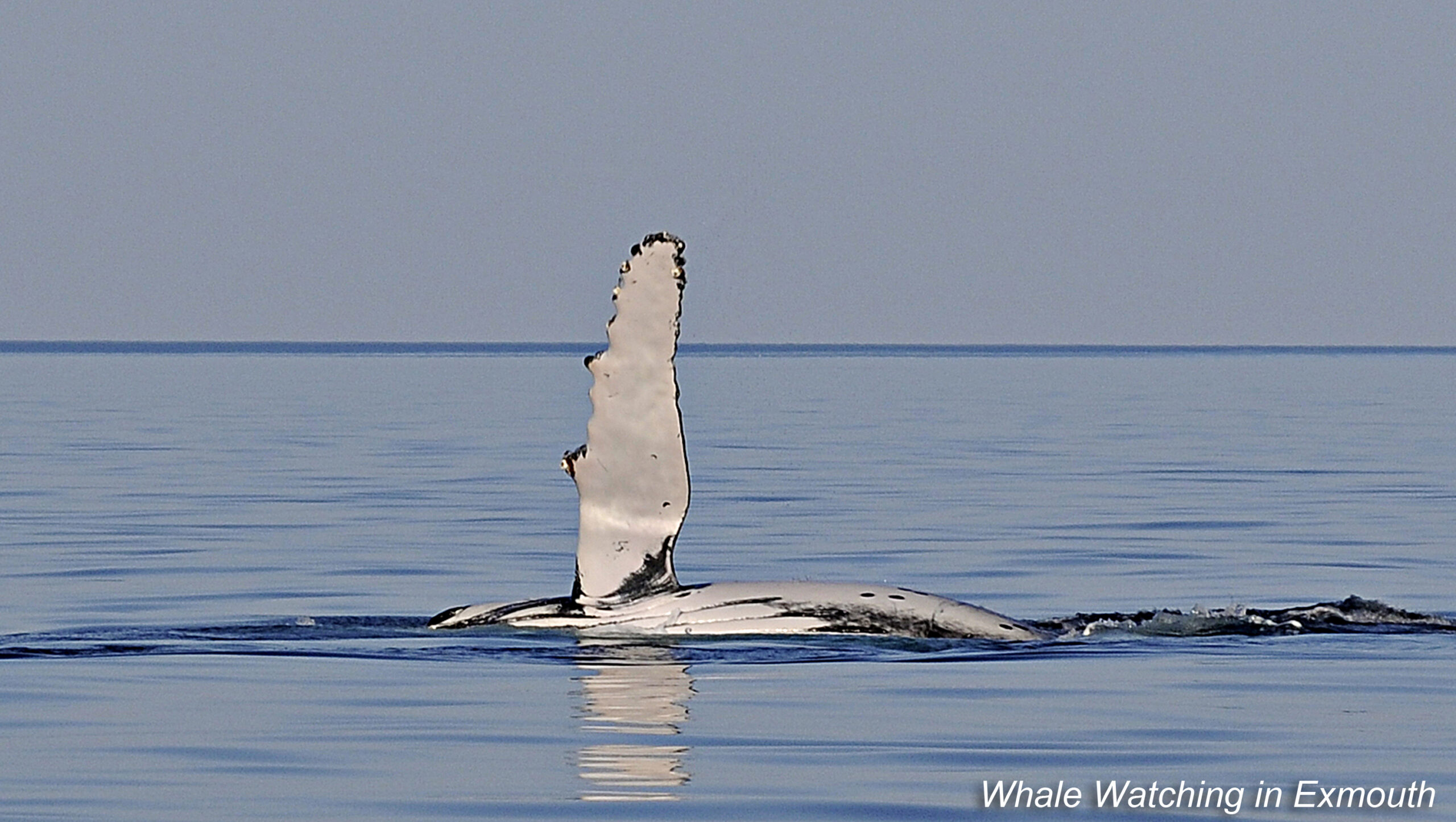Deluxe Humpback Whale Watching Tour