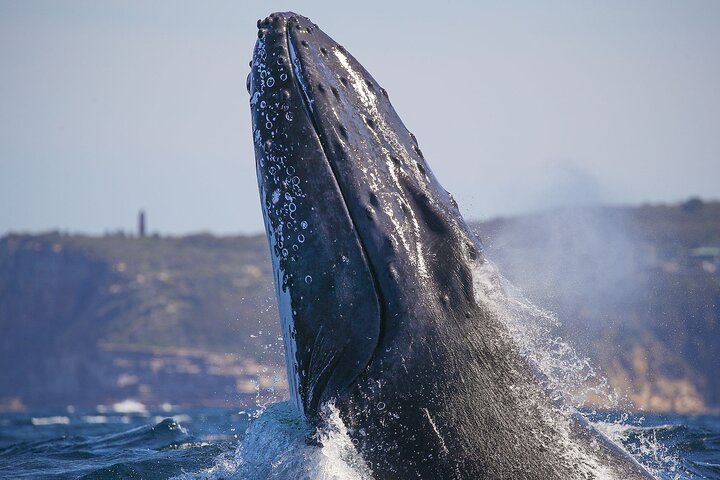 3 Hr Whale Watching Discovery Cruise in Sydney