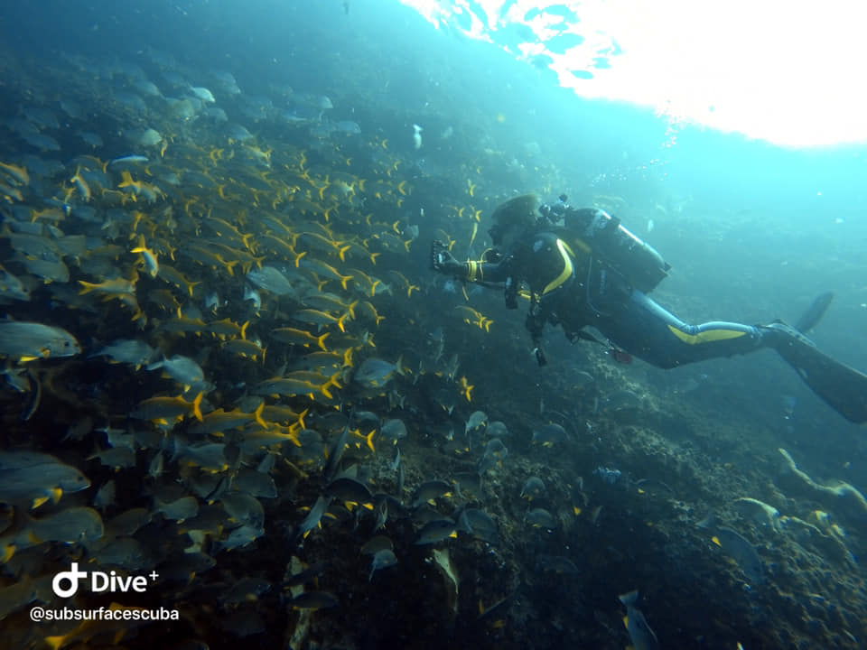 Scuba Diving Sunshine Coast Reefs - Double Dive