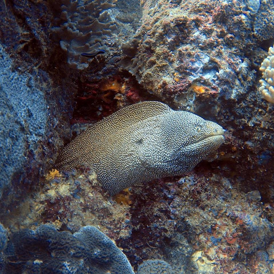 Scuba Diving Sunshine Coast Reefs - Double Dive