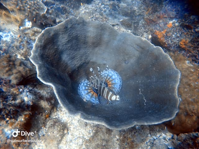 Scuba Diving Sunshine Coast Reefs - Double Dive