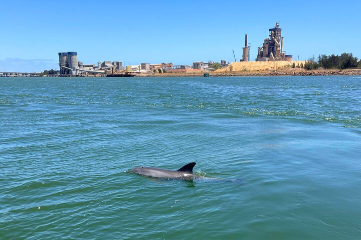 90 Minute Port River Dolphin & Ships Graveyard Cruise