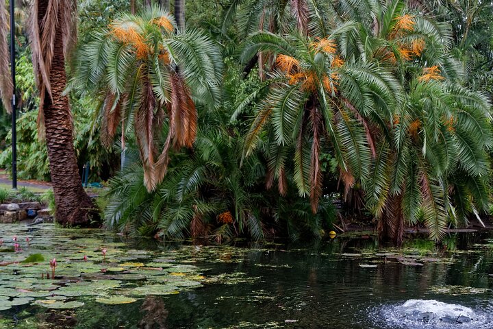 Brisbane City Botanic Gardens with Self-Guided Audio Tour