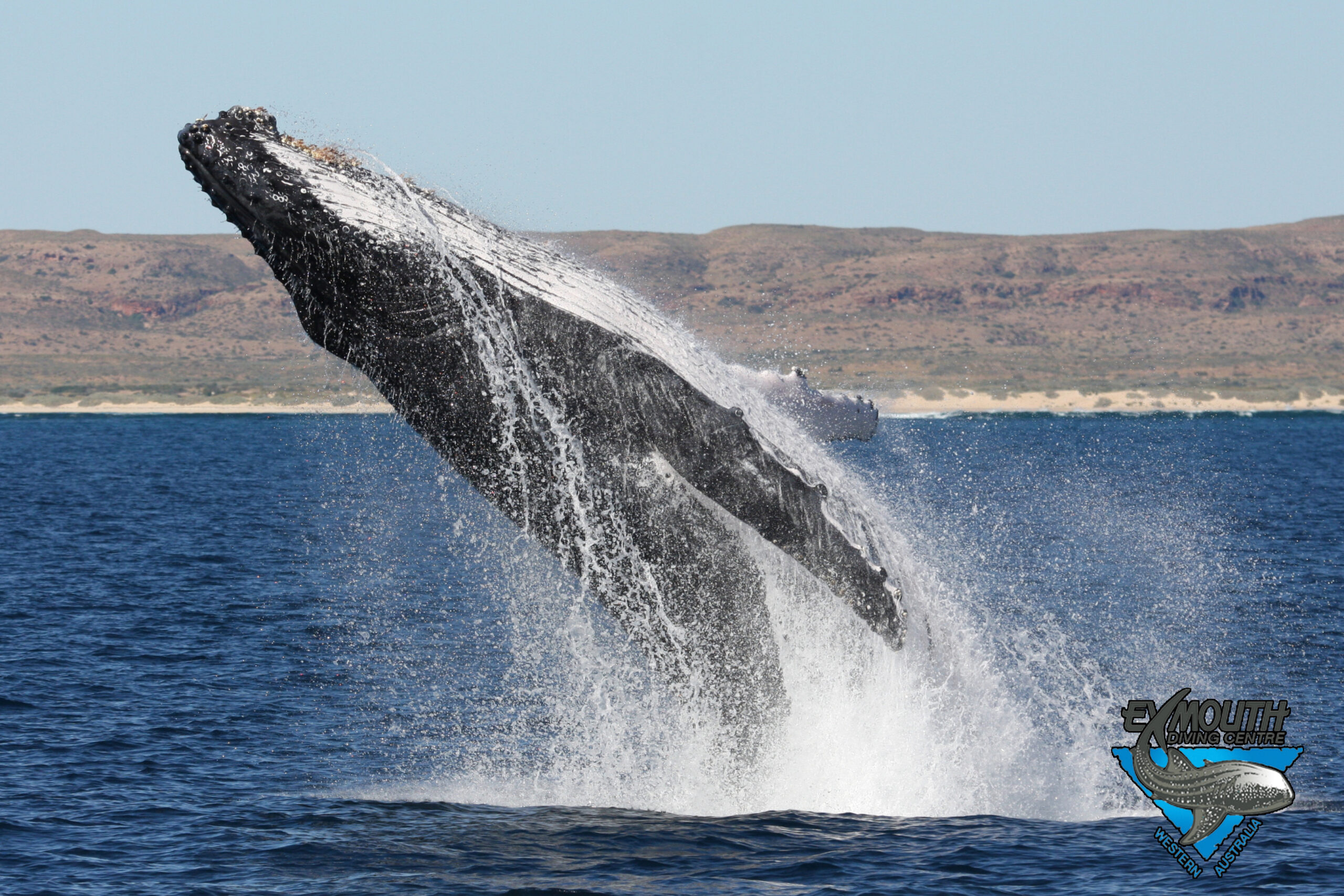 Deluxe Humpback Whale Watching Tour