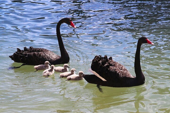 Mandurah Dolphin Cruise & Views