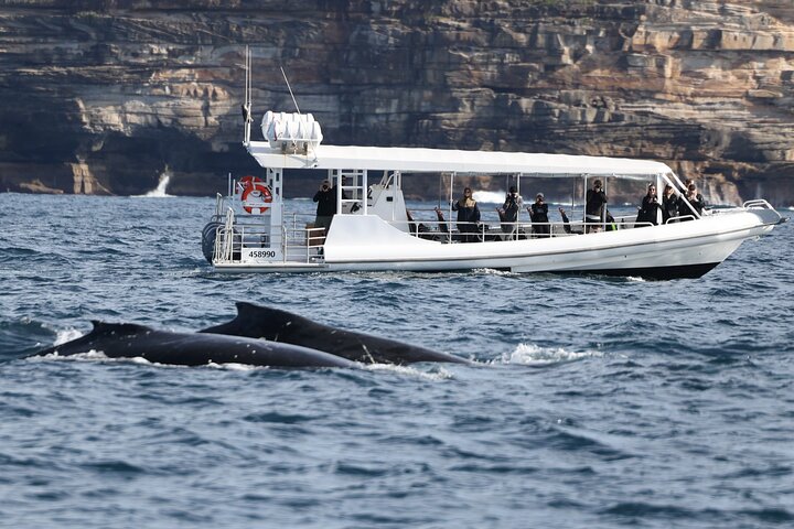 Sydney Whale-Watching by Speed Boat