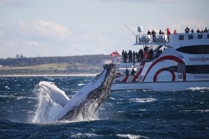 Whale Watching Sydney - 3hr Discovery Cruise