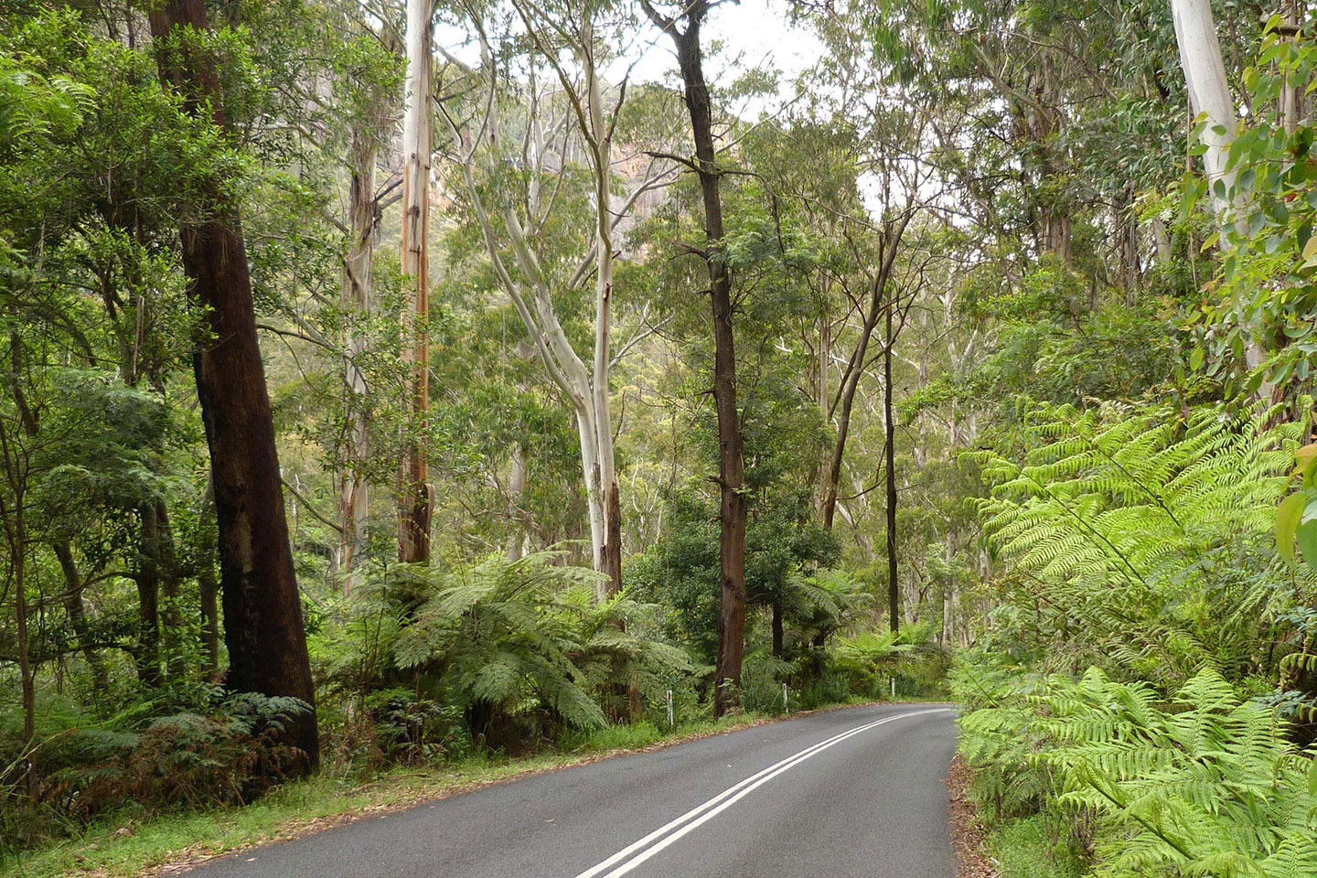 Chauffeured Caprice Limousine 3 hour Blue Mountains &  Megalong Valley Experience Max 4 PAX