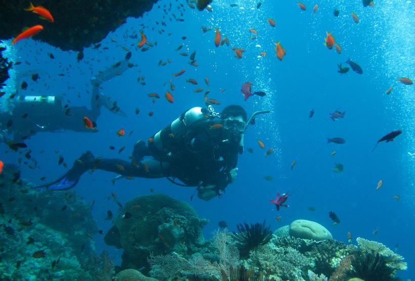 Scuba Diving Noosa Jew Shoal – Triple Dive