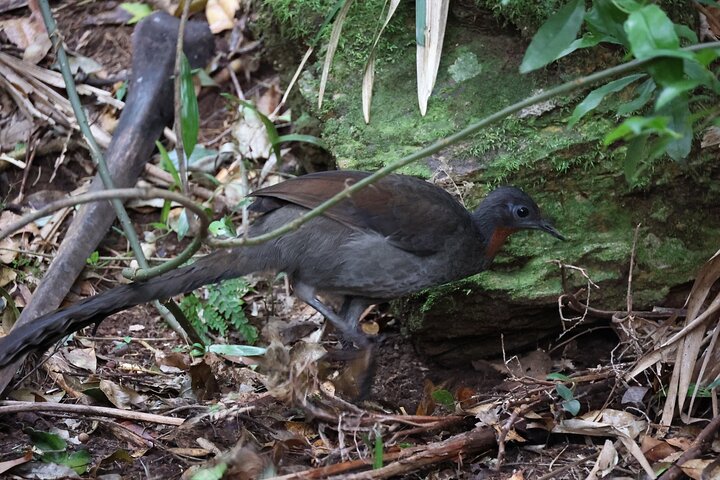 South Coast Day Tour, Blowholes, Lookouts, Bridge and Rainforest walk