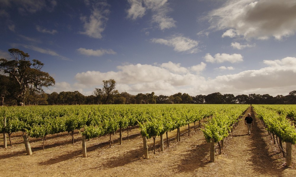 Fleurieu Peninsula Surf Lesson & Winery Tour