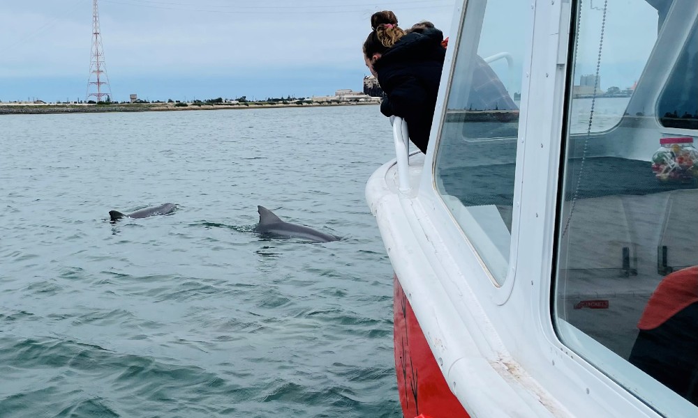 Port River Dolphin Cruise - 90 Minutes