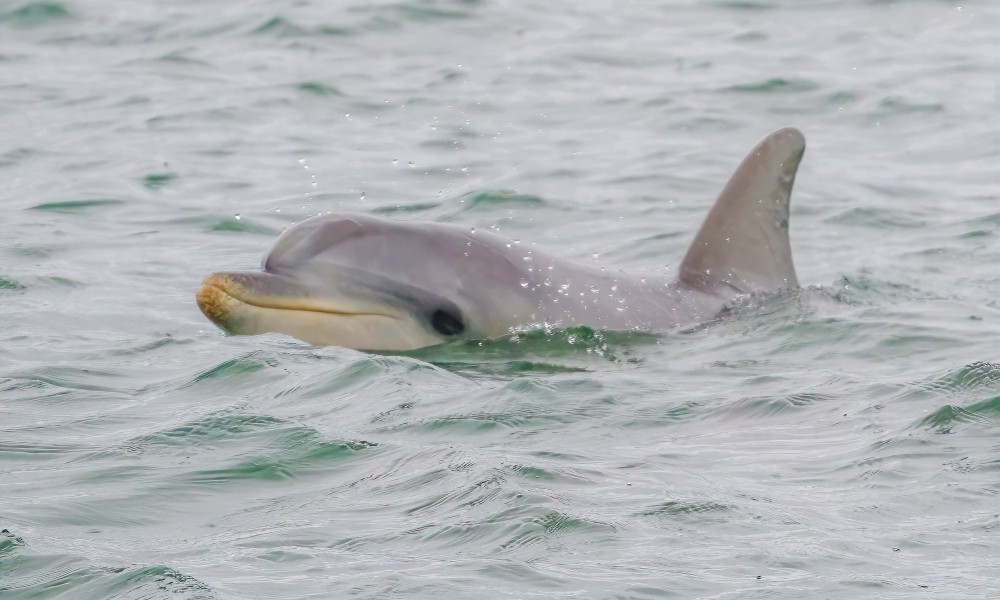 Port River Dolphin Cruise - 90 Minutes