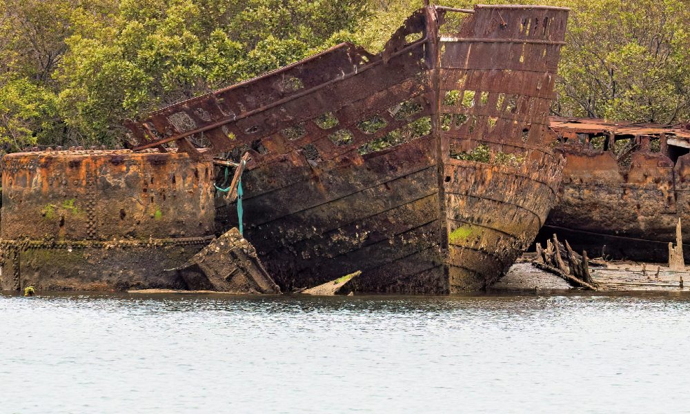 Port River Dolphin Cruise - 90 Minutes