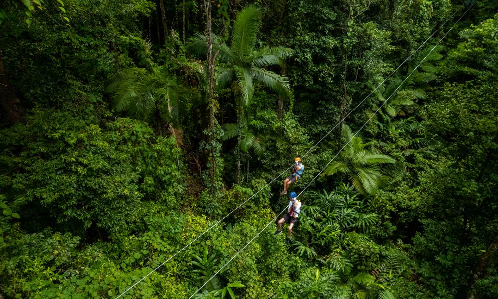 Cape Tribulation Zipline Canopy Tour - 2 Hours