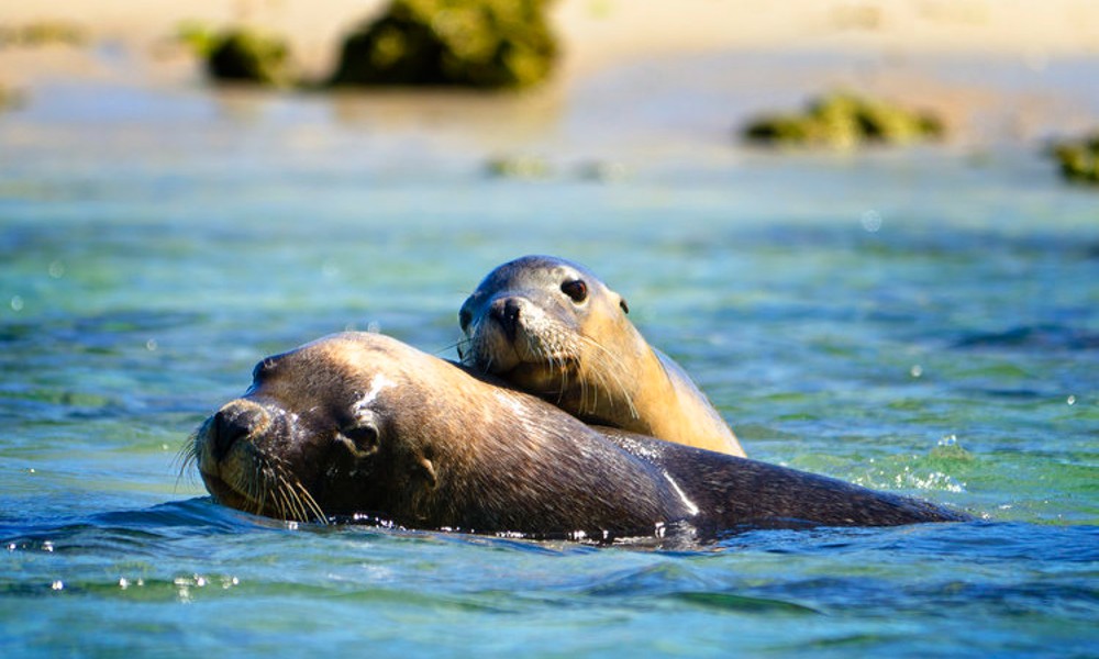 Shoalwater Islands Snorkelling Cruise with Lunch - Spectator