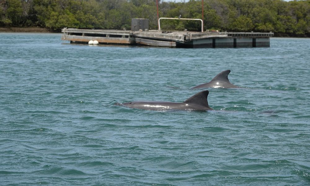 Dolphin Sanctuary Kayaking Eco Tour