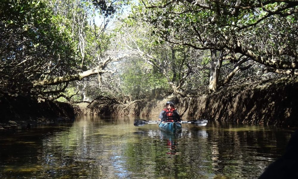 Dolphin Sanctuary Kayaking Eco Tour