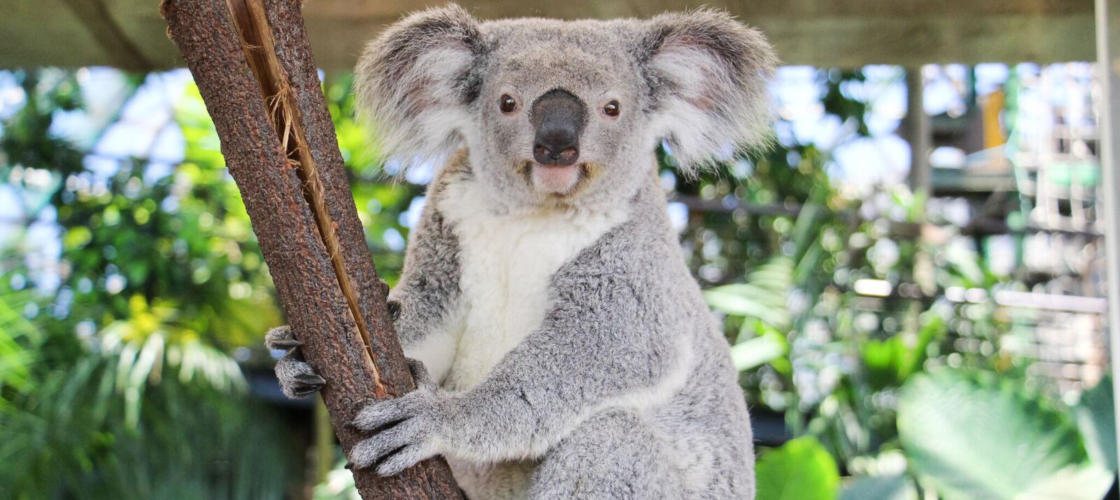 Cairns Wildlife Dome Entry