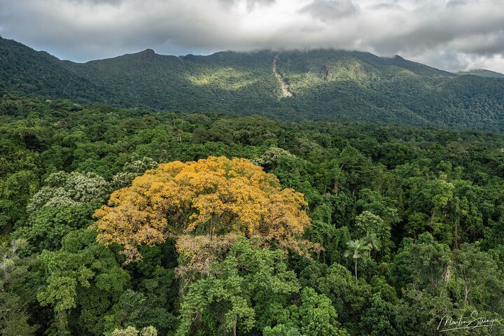 Spectacular Half-Day Daintree Tour Waterfall Hike, Swim Lunch ~ Path to Paradise