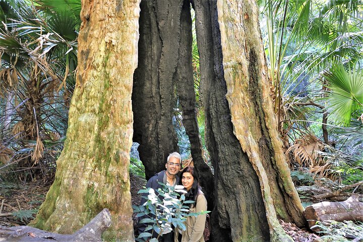 South Coast Day Tour, Blowholes, Lookouts, Bridge and Rainforest