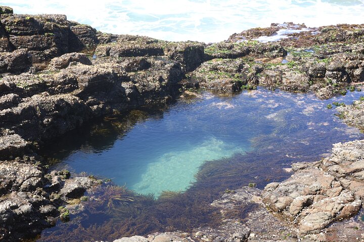 South Coast Day Tour, Blowholes, Lookouts, Bridge and Rainforest walk