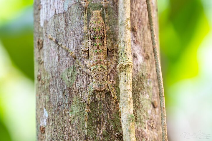 Spectacular Half-Day Daintree Tour Waterfall Hike, Swim Lunch ~ Path to Paradise