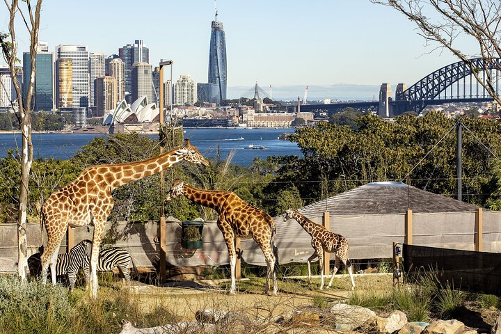Taronga Zoo + Sydney Harbour Hopper Combo Passes
