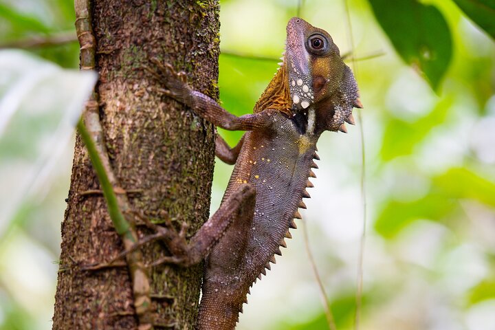 Spectacular Half-Day Daintree Tour Waterfall Hike, Swim Lunch ~ Path to Paradise