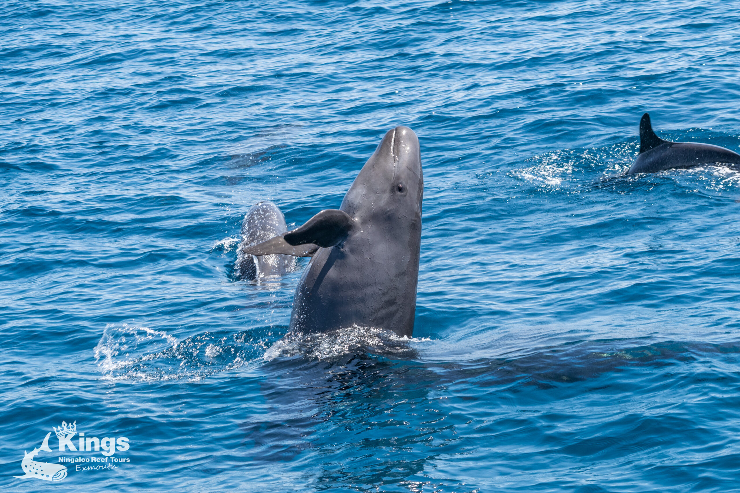 2023 Whale Shark/Humpback/Eco Sea Life Tour (AUG-SEPT)